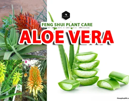 How to Care for an Aloe Vera Plant (Feng Shui for Beginners) Aloe Vera Plant
