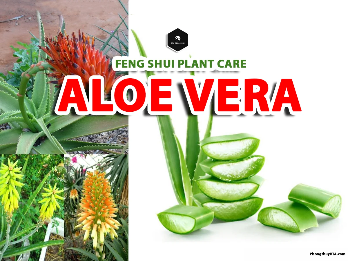 Aloe Vera Plant