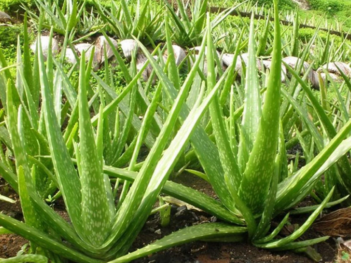 aloe vera plant care