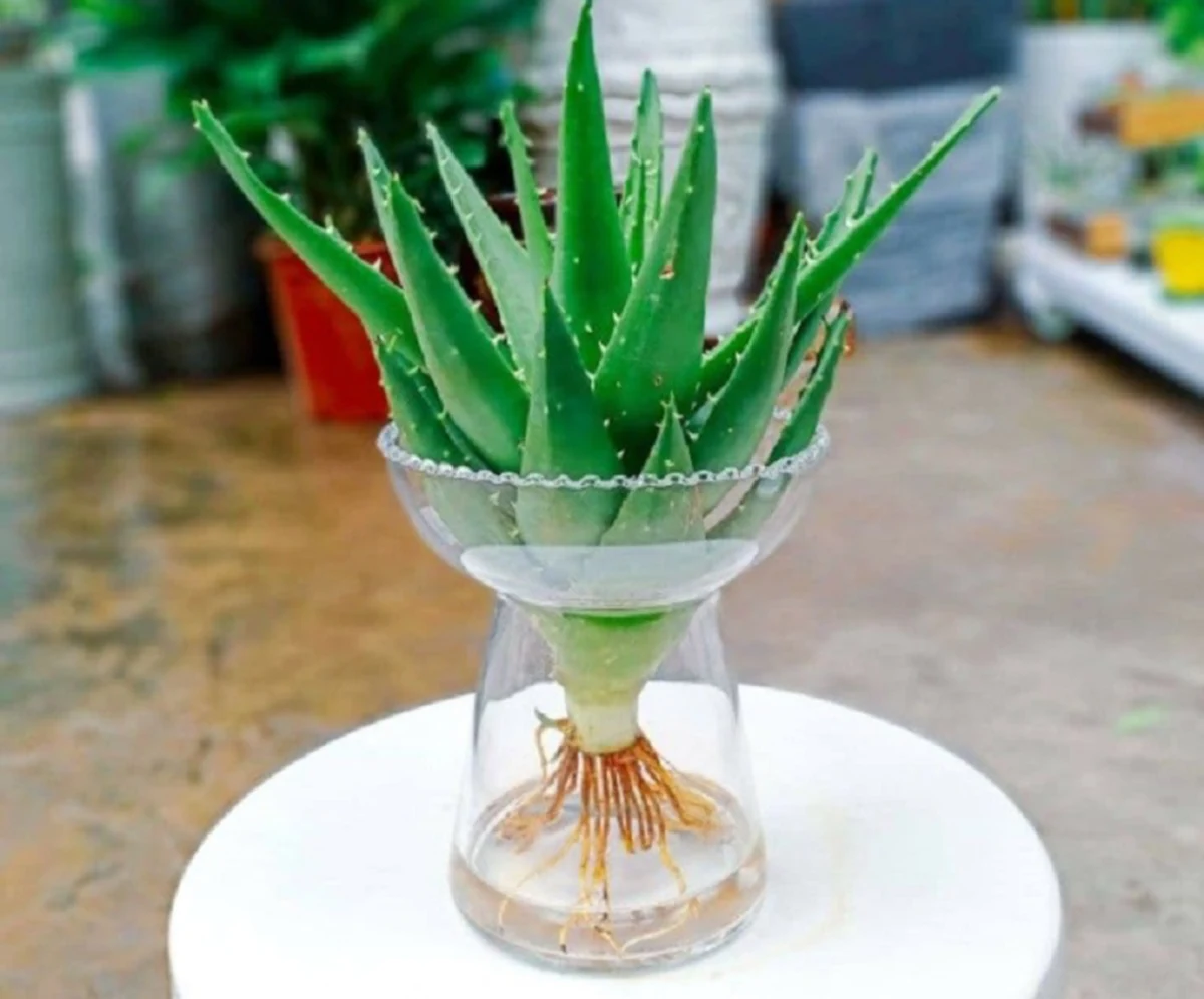 how to water aloe plant
