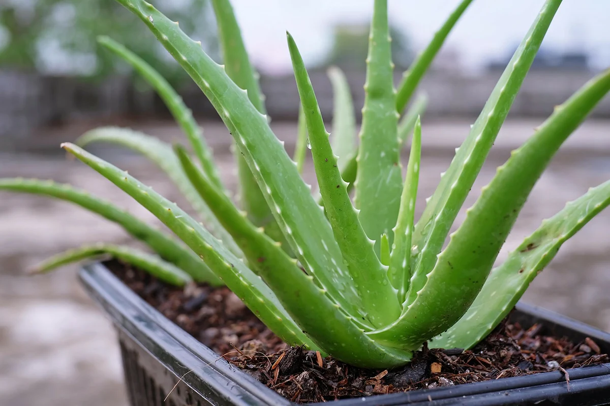 how to grow aloe vera