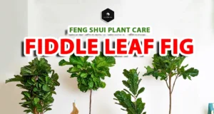 Fiddle Leaf Fig Care: Light, Watering & Feng Shui Tips caring for fiddle leaf
