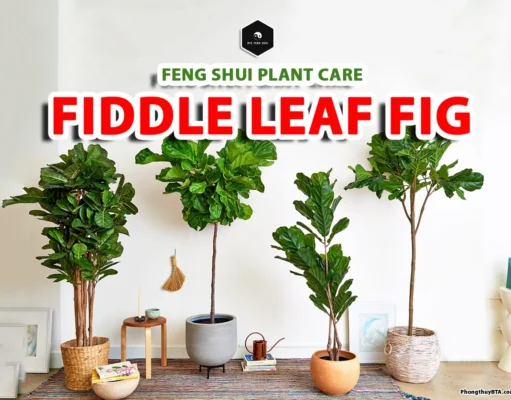 Fiddle Leaf Fig Care: Light, Watering & Feng Shui Tips caring for fiddle leaf