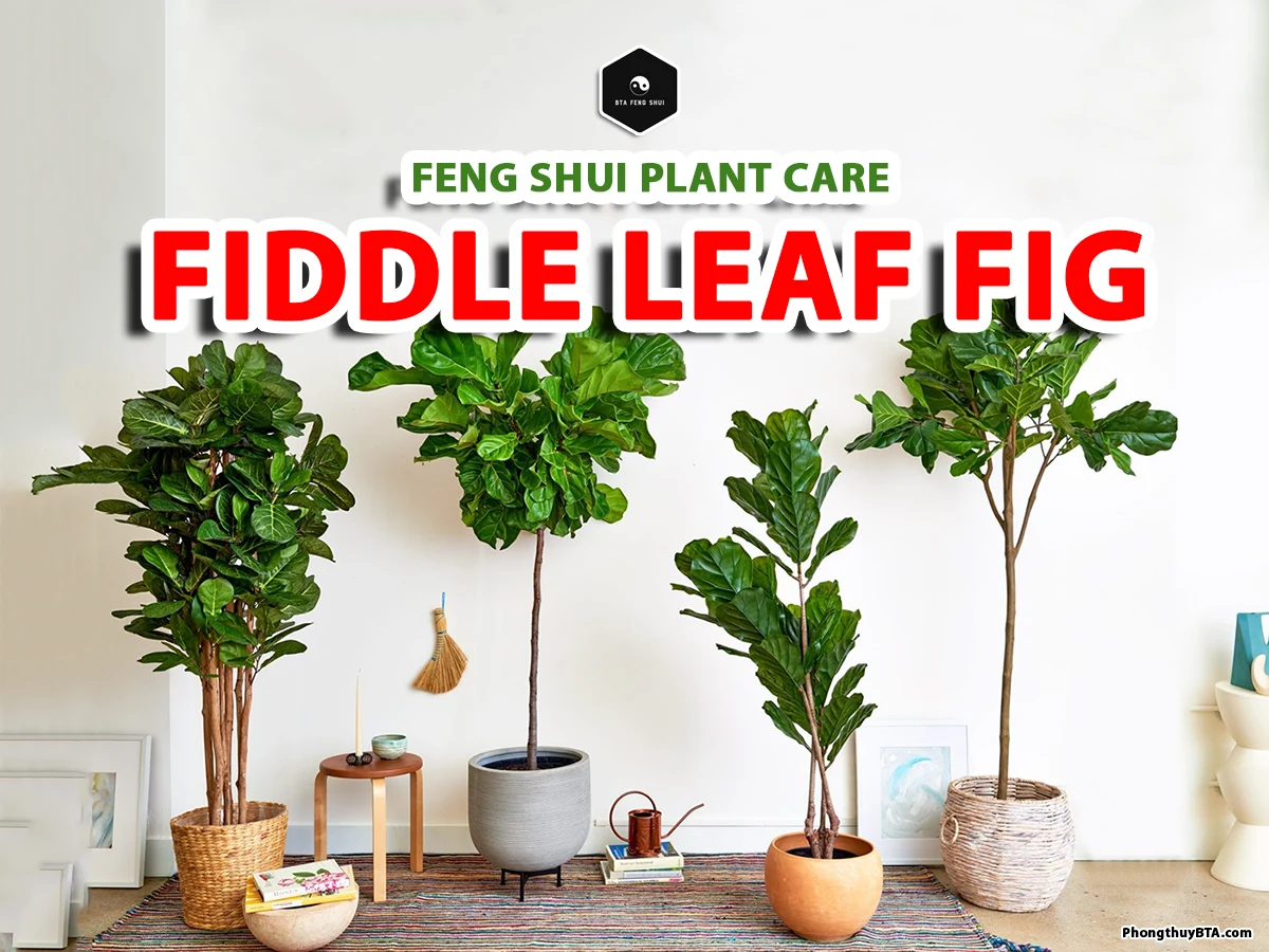 caring for fiddle leaf