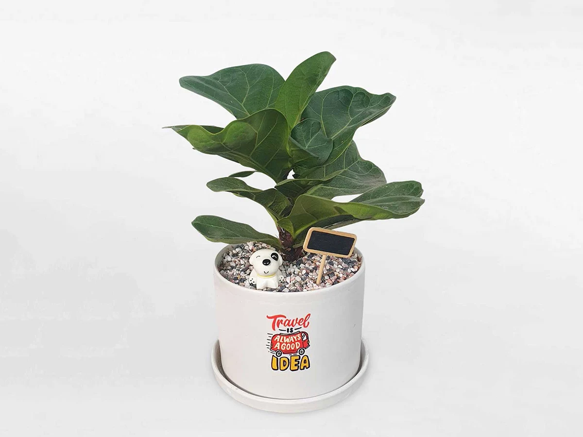 fig plant indoor