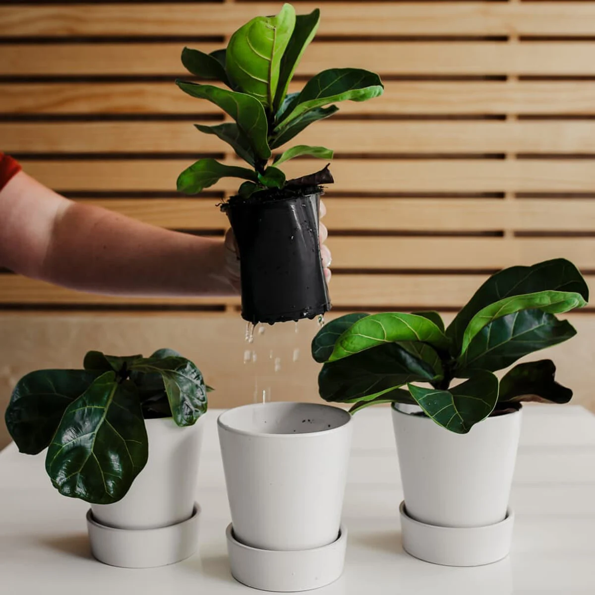 how to care for fiddle leaf fig