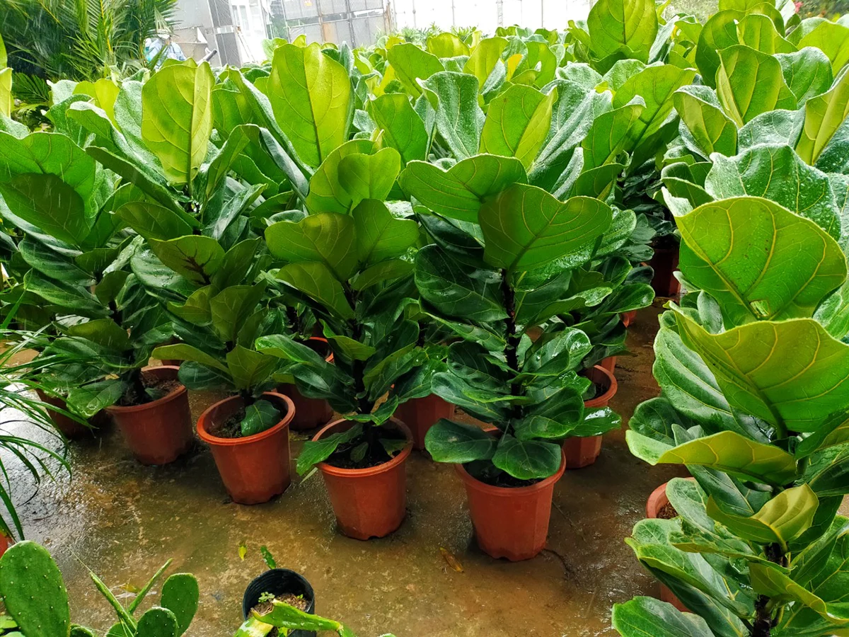 how to take care of fiddle leaf fig