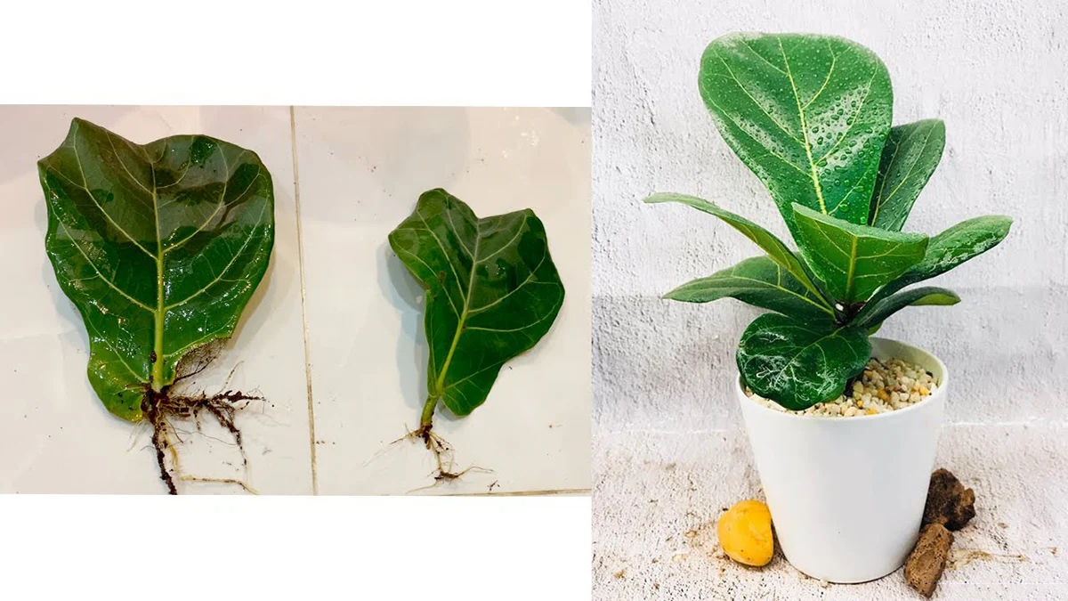 growing fiddle leaf fig indoors