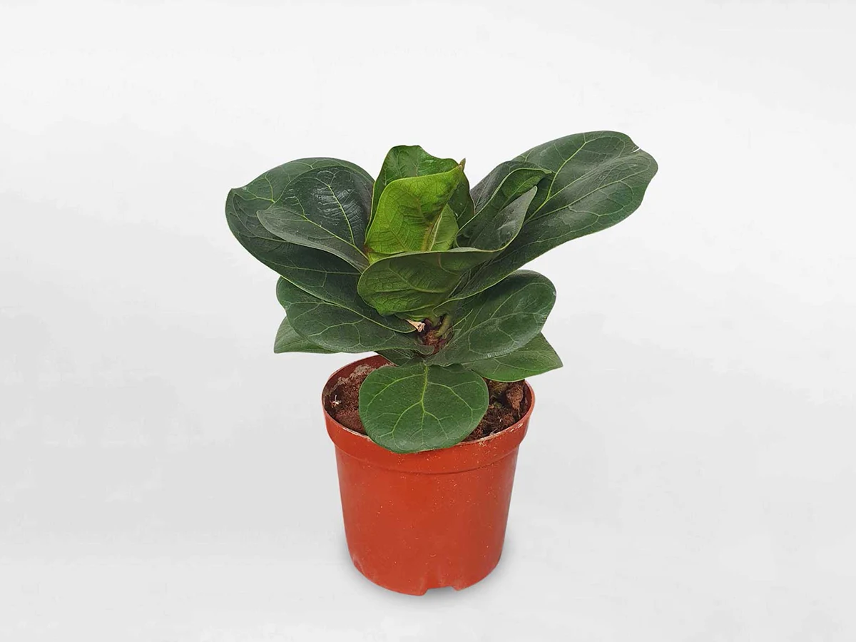 fiddle leaf fig tree plant in feng shui